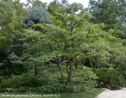 Amur maple after aesthetic pruning