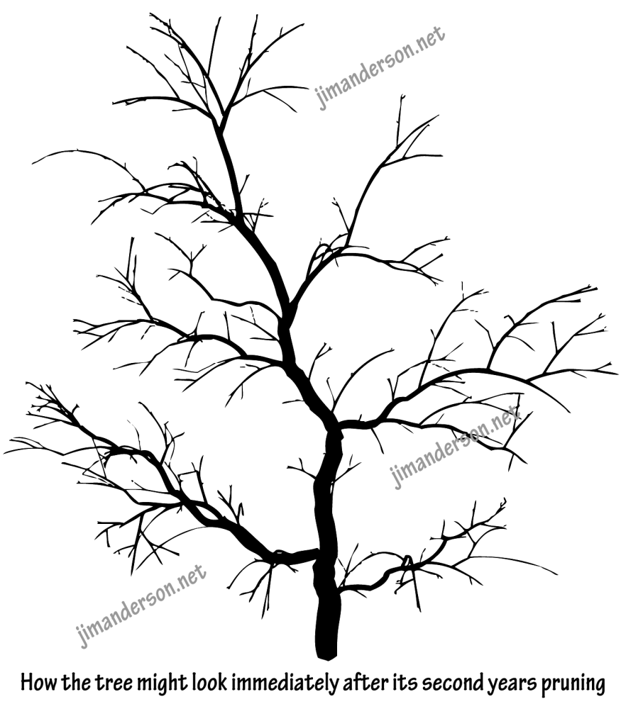 Aesthetic pruning how tree might look after 2nd years pruning
