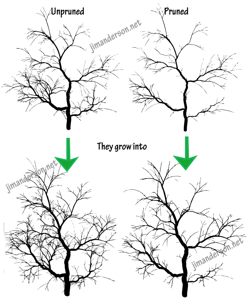 Aesthetic pruning how pruned and unpruned trees look after a growing season