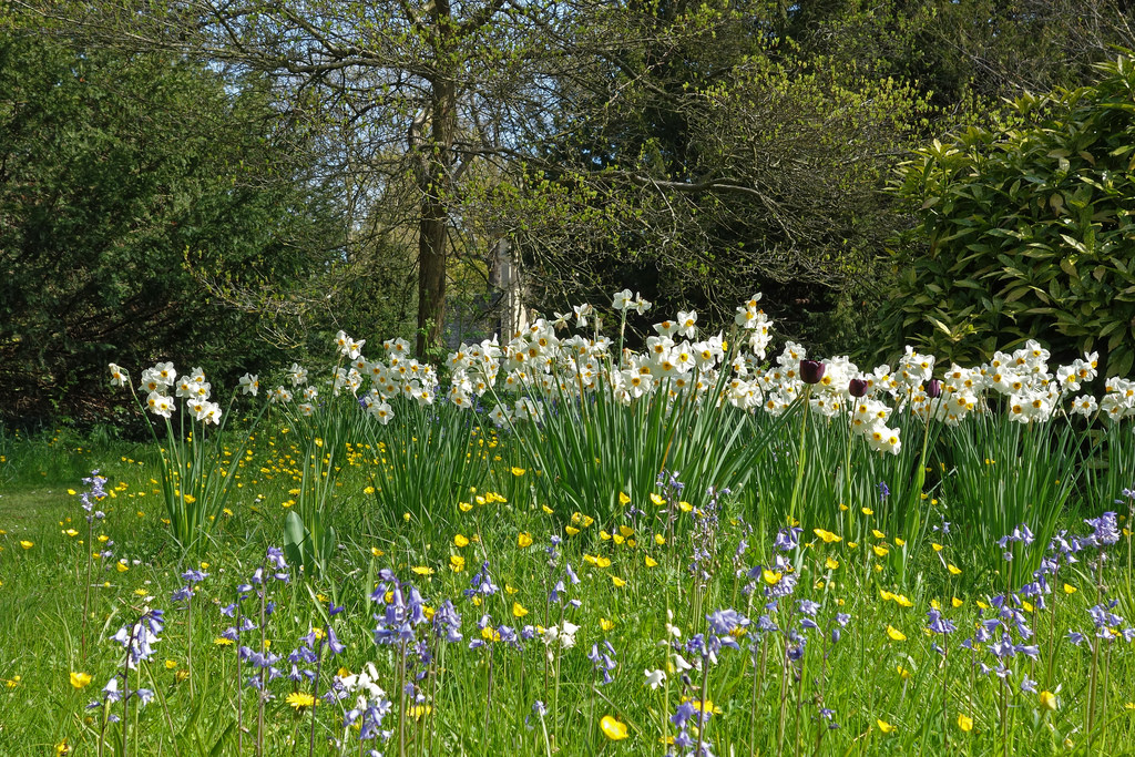 daffodils in meadow photo