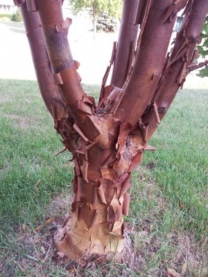 Acer griseum bark - Paperbark maple bark