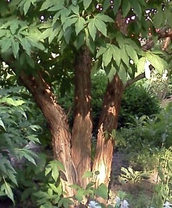 Acer triflorum - Three flower maple bark