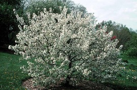 Save money buying trees like Malus 'Sugartyme' buy buying after they bloom