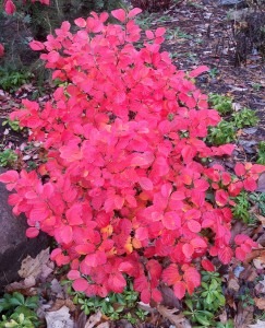 Plants for fall color- Fothergilla gardenii