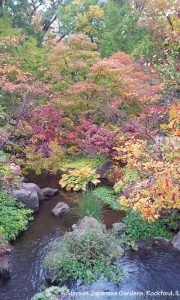 Creek view shows many plants for fall color