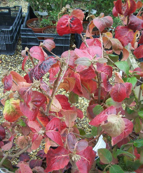 Plants for fall color - Korean spice viburnum