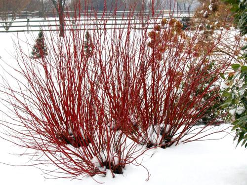 Red winter stems artic fire dogwood