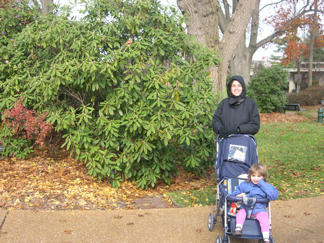 PLANTING RHODODENDRONS IN FOUR SEASON GARDENS - St Louis Rhododendron