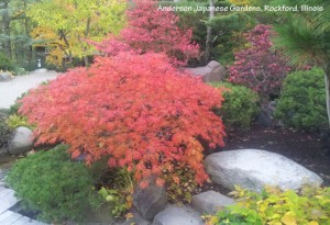 green leaf Japanese maple, Green cascade in fall colors