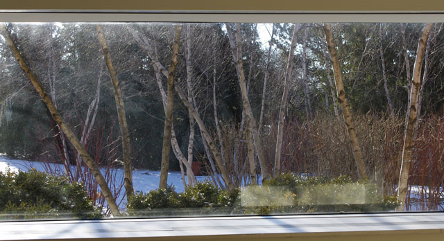 Winter garden design view of birches and boxwood