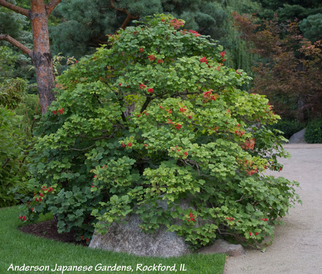 Small understory tree or shrub, the cranberry bush viburnum (Viburnum trilobum)