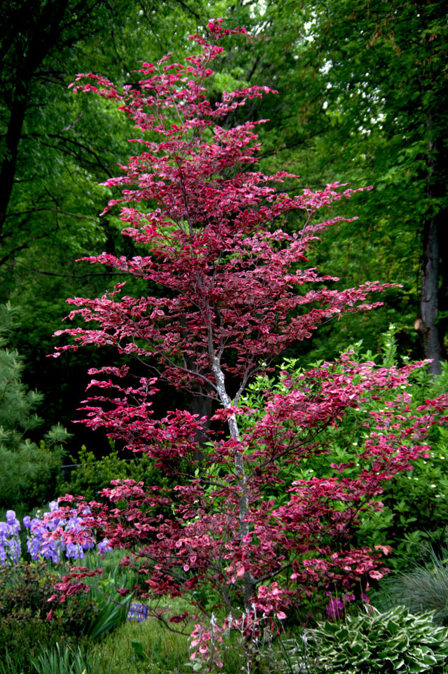 Tricolor beech spring foliage
