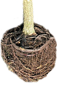 Avoid buying trees with circling roots in the root ball