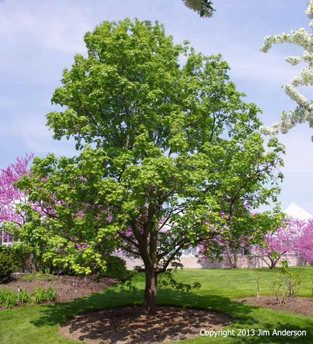 Smaller Shade Trees to Consider for Your Garden