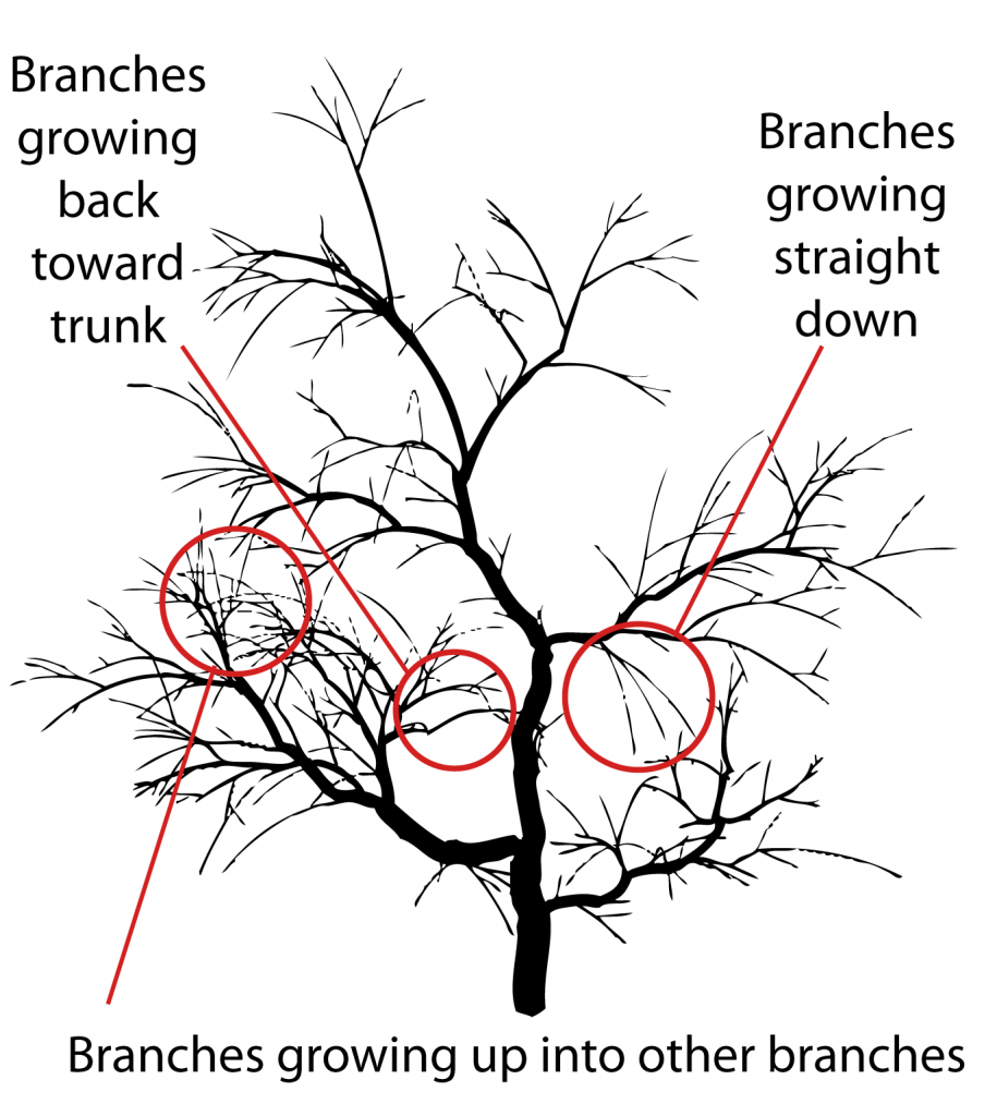 Types of branches to remove - three types