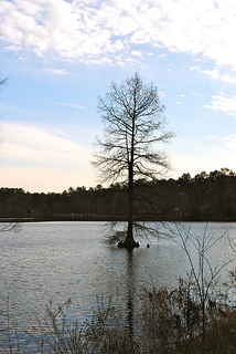 Trees for wet areas - Baldcypress in lake