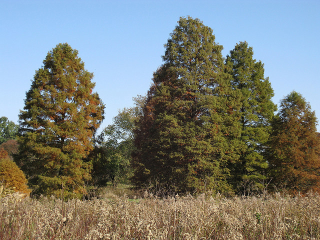 Trees for wet areas include the Bald Cypress