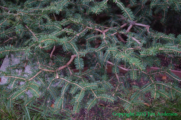 Branch detail of a Birds nest spruce (Picea abies ‘Nidiformis’) that was thinned in the Japanese garden style