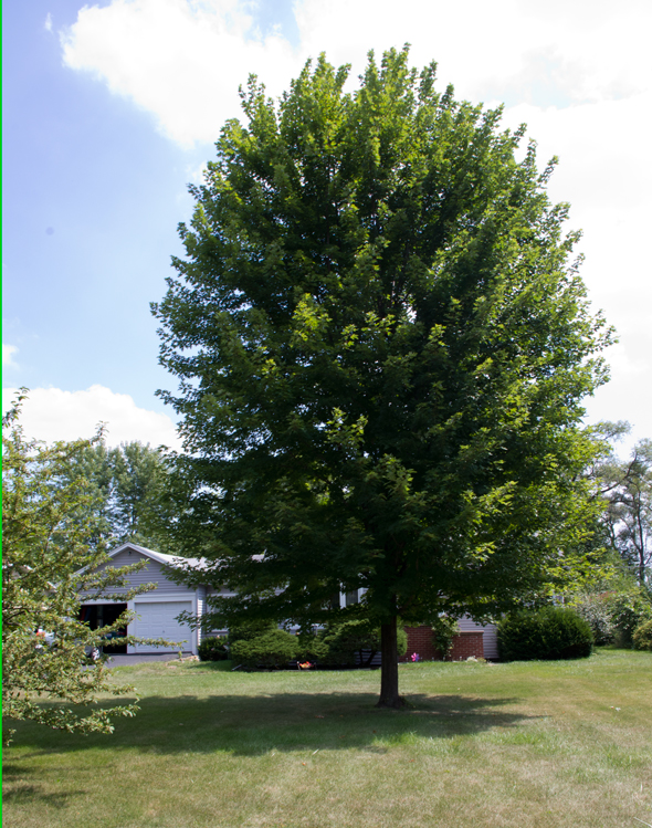How Much Do Mature Trees Cost? 