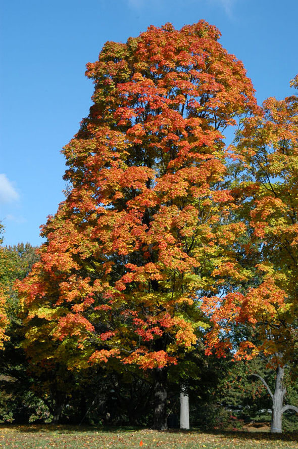 Japanese-garden-fall-color-Acer_nigrum_Greencolumn