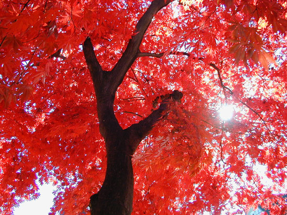 Japanese-garden-fall-color-Japanese-maple-in-fall-color-from-below