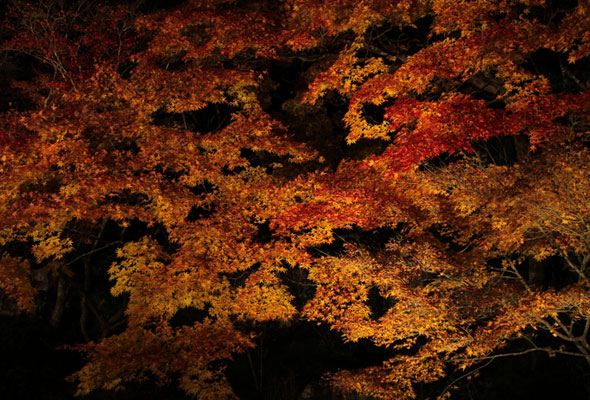 Japanese-garden-fall-color-Japanese-maple-lit-at-night