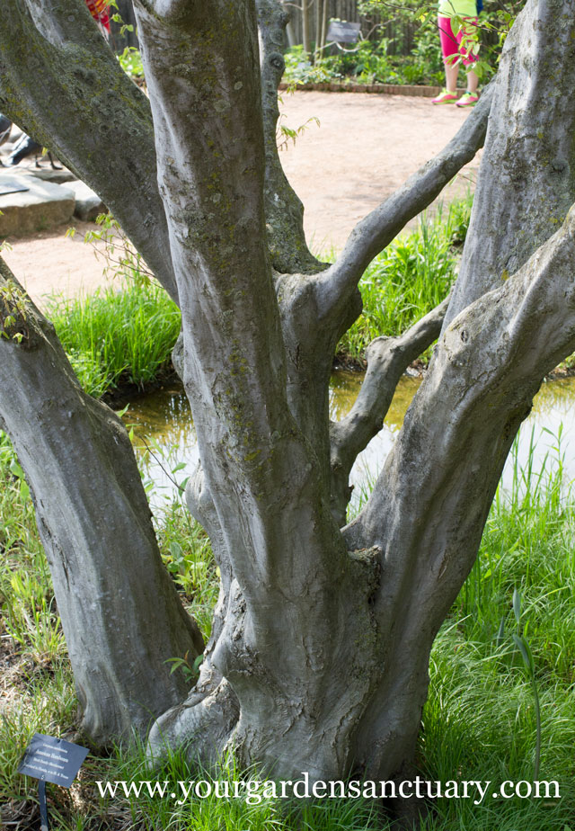 Small understory tree Musclewood (Carpinus caroliniana)