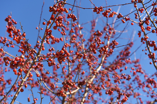 Landscape design for birds Sugar tyme™ crabapple fruit in winter