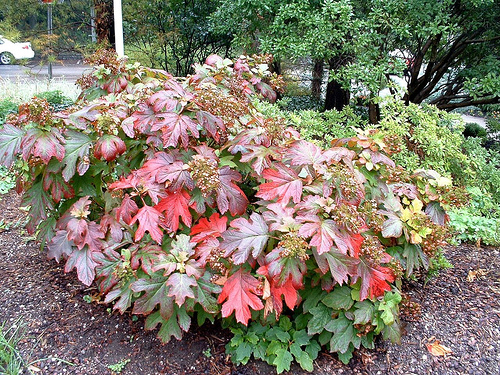 Landscapers favorite hydrangea oakleaf hydrangea fall photo