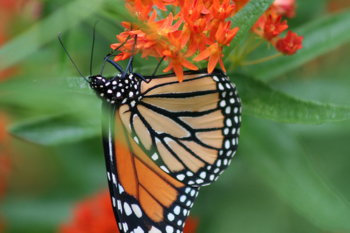 butterfly weed photo