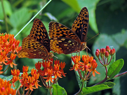 butterfly weed photo