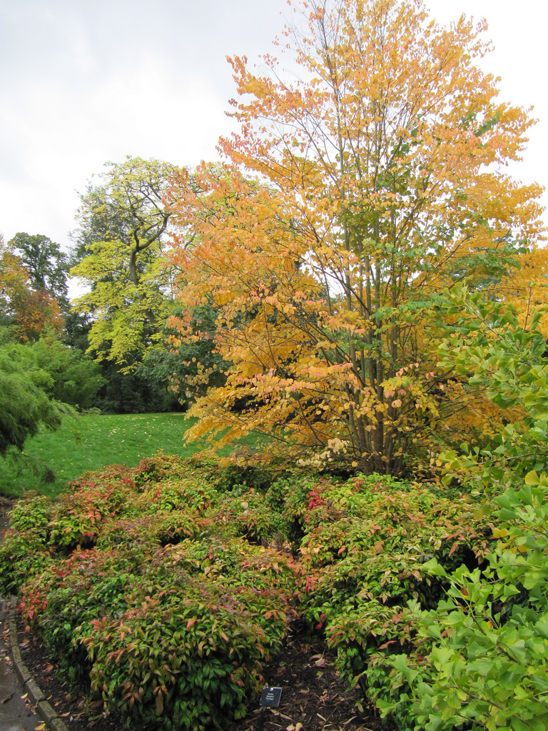 Katsura tree fall color