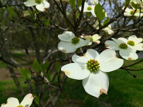 flowering dogwood flower photo