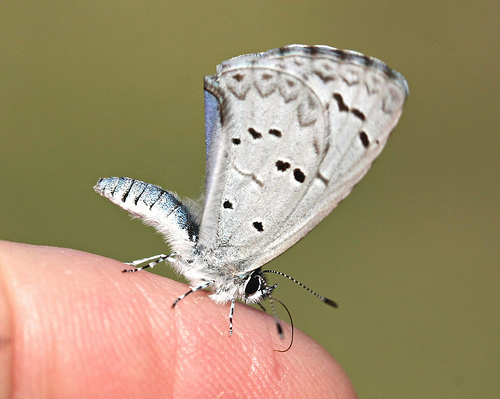 Spring Azure butterfly photo