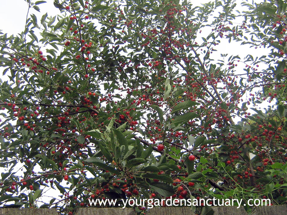 North Star Cherry Fruit on Tree
