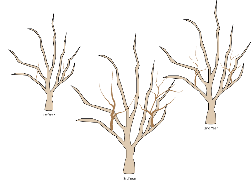 Crabapple-water-sprout-growth Crabapple pruning- water sprout growth 1st 3 years