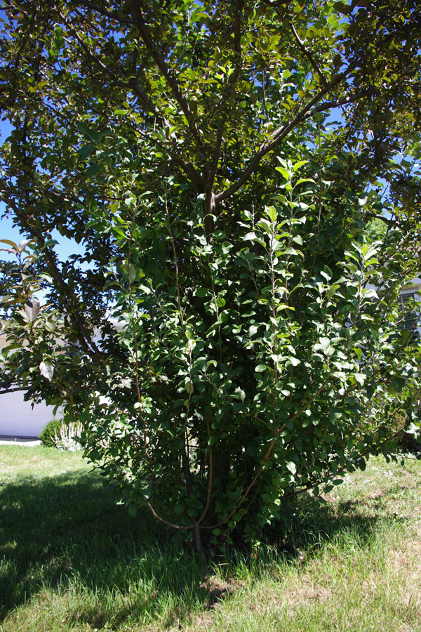 Crabapple pruning - suckers