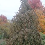Mature Purple Fountain Weeping Beech