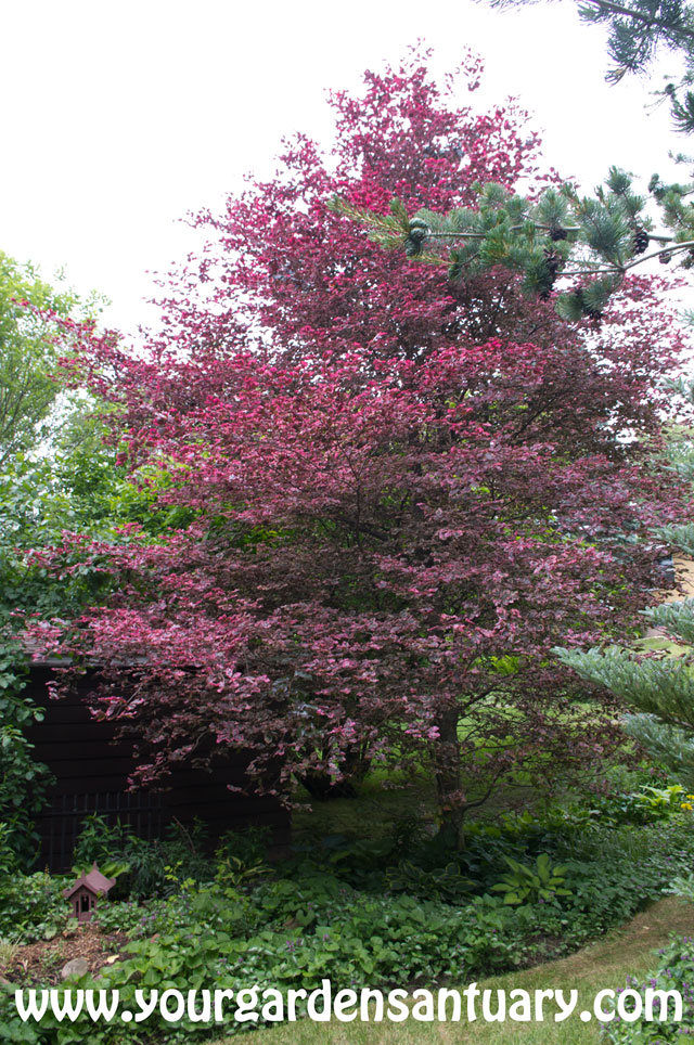Tricolor Beech larger specimen