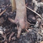 Tree planting mistakes to avoid and save time