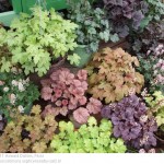 A case for native plants