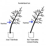 Three Defects you MUST check for when buying trees