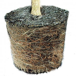 Root bound container plant