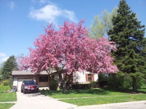 Crabapple as shade tree