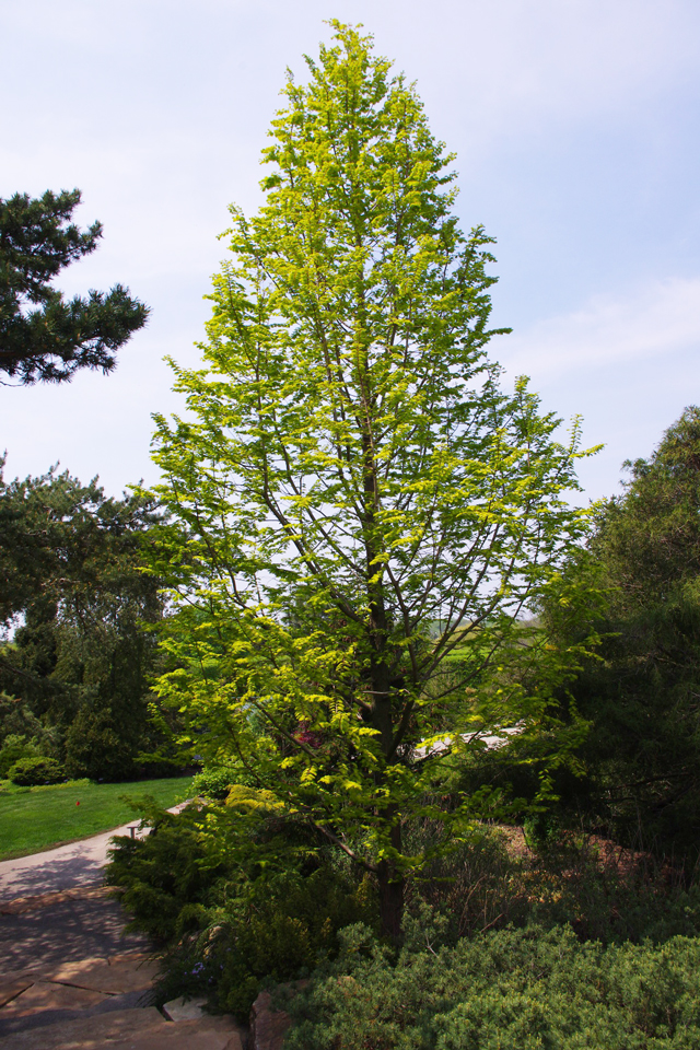 Gold leaf Dawn Redwood is a good tree for wet areas