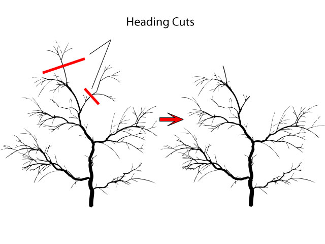 Pruning a crab apple with heading cuts