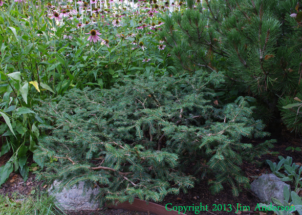 Birds-nest-spruce-after-thinning