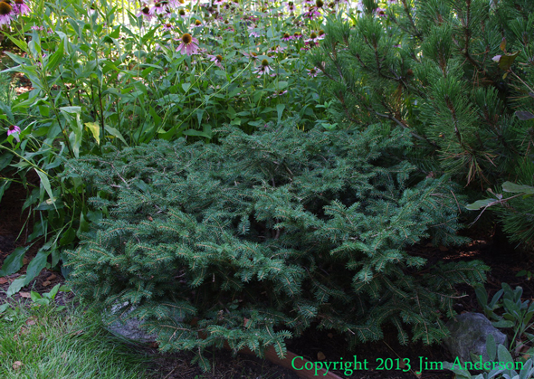 Birds nest spruce (Picea abies ‘Nidiformis’) before thinning