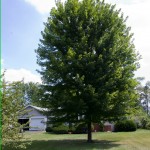 What size shade tree to buy to get the largest tree quickest