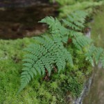 Nature inspired garden, your first step to create one